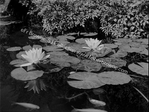 WATER LILLIES AT EMO COURT